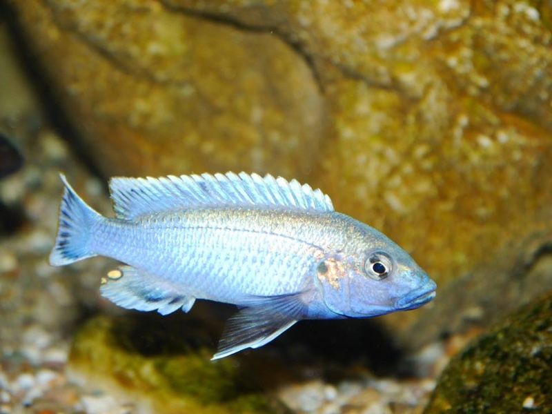 Melanochromis lepidiadaptes 'Makanjila Point'